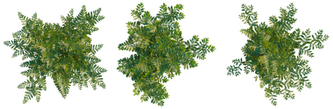 Davallia mariesii tree plan, top view, cutout, transparent background, isolate, Lush Greenery, Detailed Foliage Texture, Nature Background, Forest Floor Close-Up