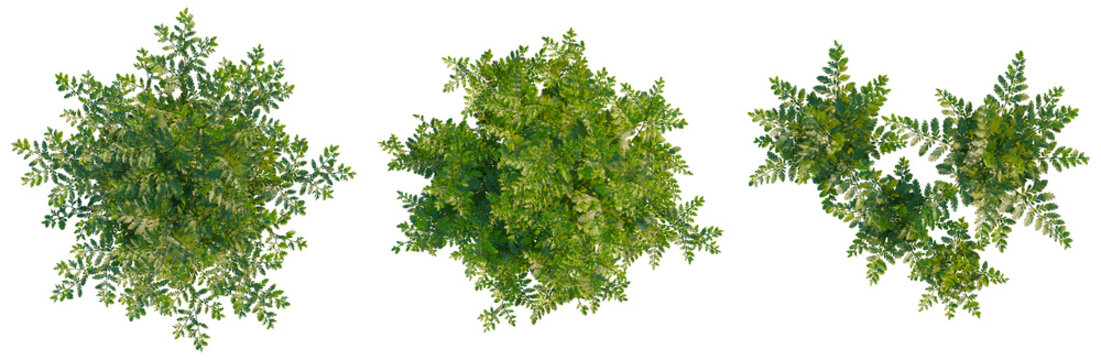 Davallia mariesii tree plan, top view, cutout, transparent background, isolate, Detailed close-up of a lush green tree branch with vibrant leaves and intricate details.