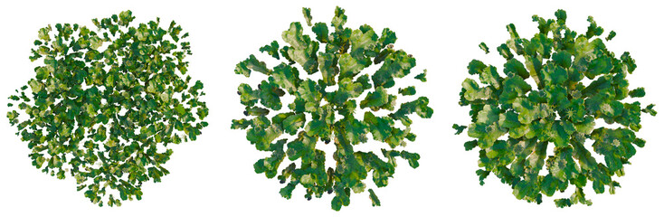 Marchantia polymorpha tree plan, top view, cutout, transparent background, isolate, Detailed Green Fern Leaves Texture, Natural Background, Tropical Foliage, Botanical Element
