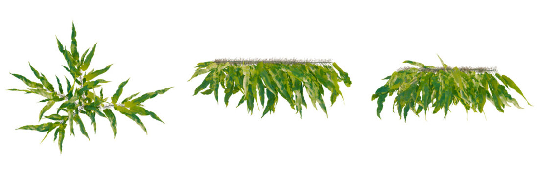 Neolepisorus fortunei tree plan, top view, cutout, transparent background, isolate, Vibrant Green Fern Fronds Close-Up, Detailed Texture and Natural Botanical Beauty for Design