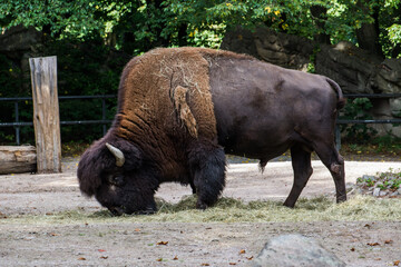 Wildlife Wildtiere im Zoo © Stephan