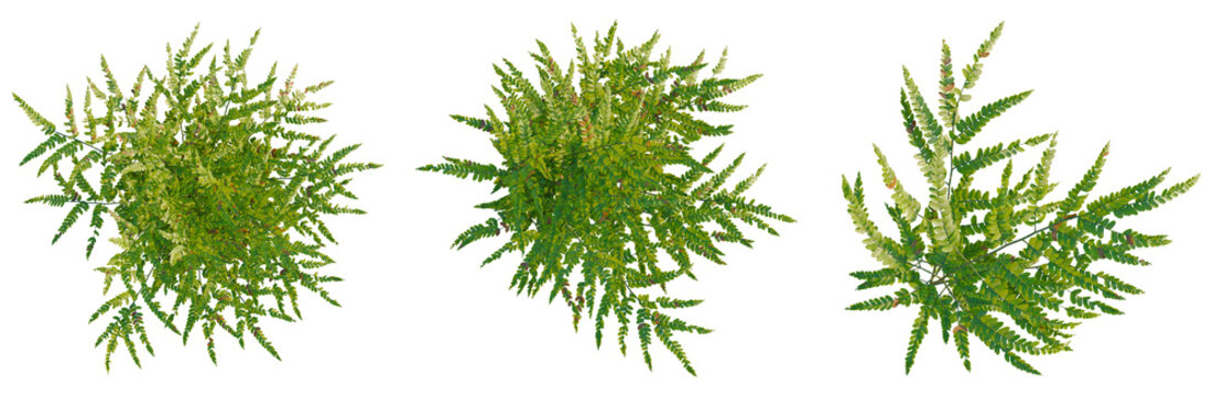 Polystichum craspedosorum tree plan, top view, cutout, transparent background, isolate, Vibrant Green Fern Branch with Dew Drops, Detailed Macro Photography for Nature Themes