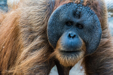 Wildlife Wildtiere im Zoo - Orang Utan © Stephan