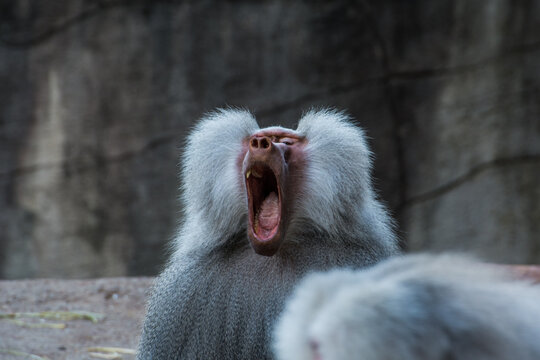 Wildlife Wildtiere im Zoo