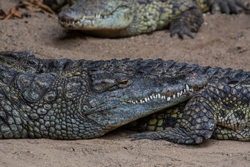Fototapeta premium Wildlife Wildtiere im Zoo