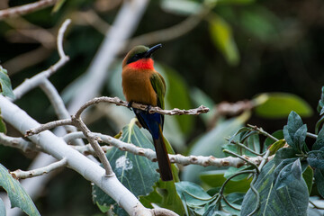 Wildlife Wildtiere im Zoo © Stephan