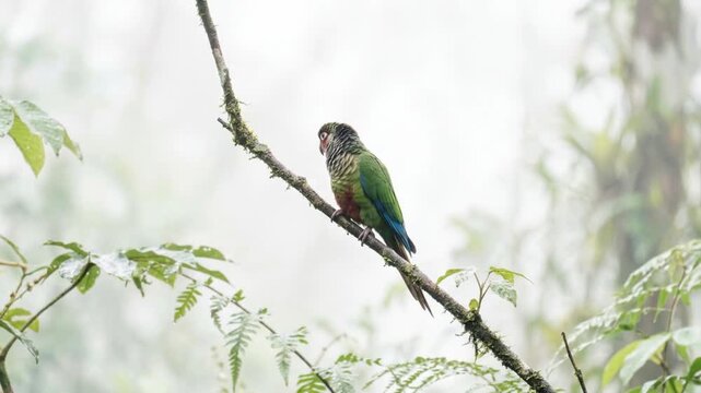 exotic pfrimers parakeet parrot resting in rainforest minimal scene video.