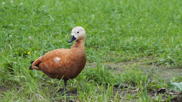 Ogar the red duck takes care of the feathers with his beak while standing on one paw slow motion