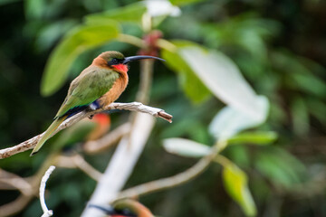 Wildlife Wildtiere im Zoo - Bunter Vogel © Stephan