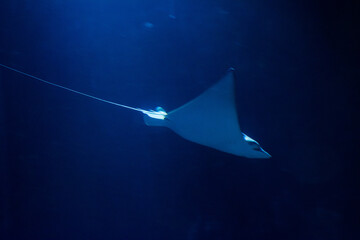 Wildlife Wildtiere im Zoo © Stephan