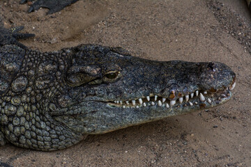 Krokodil im Zoo © Stephan