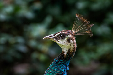 Wildlife Wildtiere im Zoo © Stephan