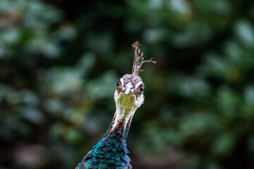 Wildlife Wildtiere im Zoo © Stephan