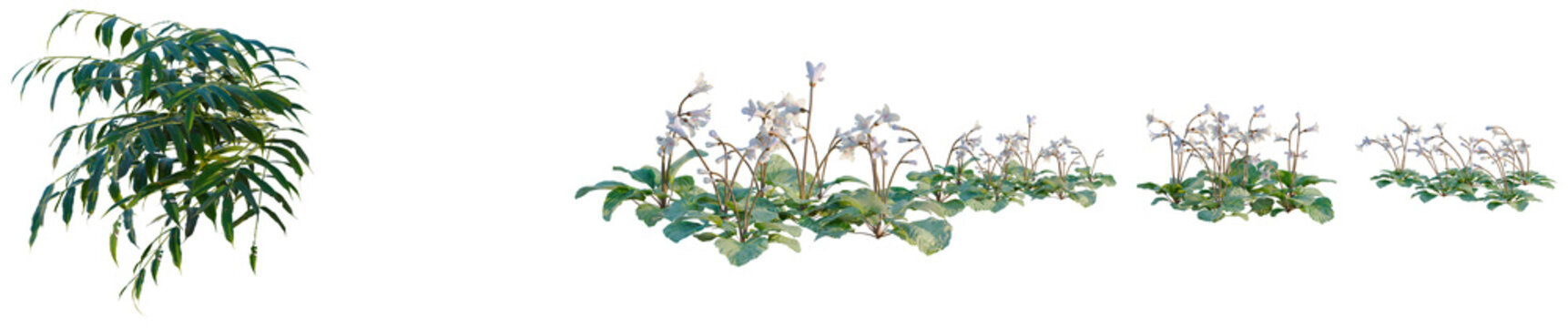 Corallodiscus lanuginosus tree, elevation, front view, cutout, transparent background, isolate, Close-up of delicate bellflower blooms with lush green foliage, a serene natural beauty.