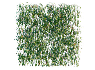 Lepidogrammitis drymoglossoides tree, elevation, front view, cutout, transparent background, isolate, Vibrant Green Leaves Branch Detail, Natural Botanical Texture, High Resolution Close-Up