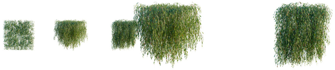 Lepidogrammitis drymoglossoides tree, elevation, front view, cutout, transparent background, isolate, Delicate weeping willow tree branches with lush green leaves in nature, beautiful scenery © DH Tree Stock