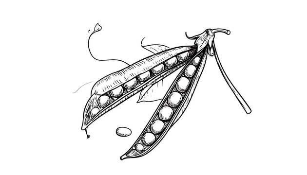 Hand-drawn illustration of peas in a pod