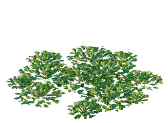 Obraz premium Marchantia polymorpha tree, elevation, front view, cutout, transparent background, isolate, Detailed Close-Up of Lush Green Fern Leaves, Perfect for Botanical and Nature Designs