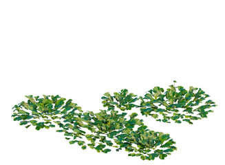 Obraz premium Marchantia polymorpha tree, elevation, front view, cutout, transparent background, isolate, Detailed Fern Leaf Texture, High-Resolution Image for Design and Nature Projects
