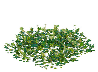 Obraz premium Marchantia polymorpha tree, elevation, front view, cutout, transparent background, isolate, Detailed close-up of lush green fern foliage, intricate leaf patterns, natural beauty