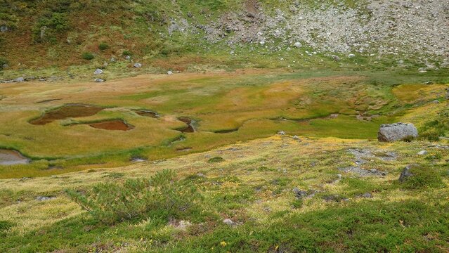 高山帯に広がる湿原と草地の自然風景