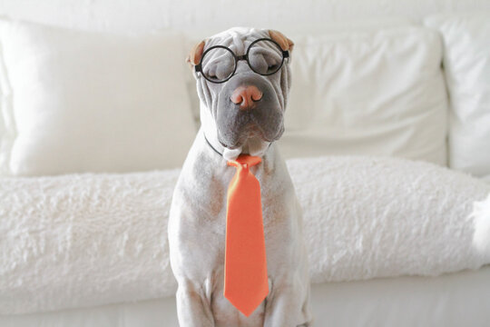Close-up of a Shar pei dog wearing a tie and glasses sitting in front of a sofa
