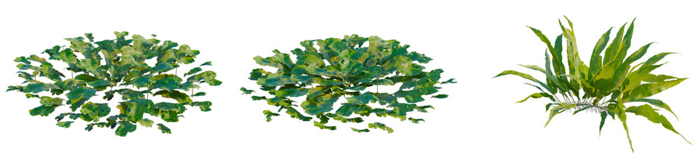 Marchantia polymorpha tree, elevation, front view, cutout, transparent background, isolate, Detailed close-up of a lush green fern plant with delicate leaves, vibrant and full of life. © DH Tree Stock