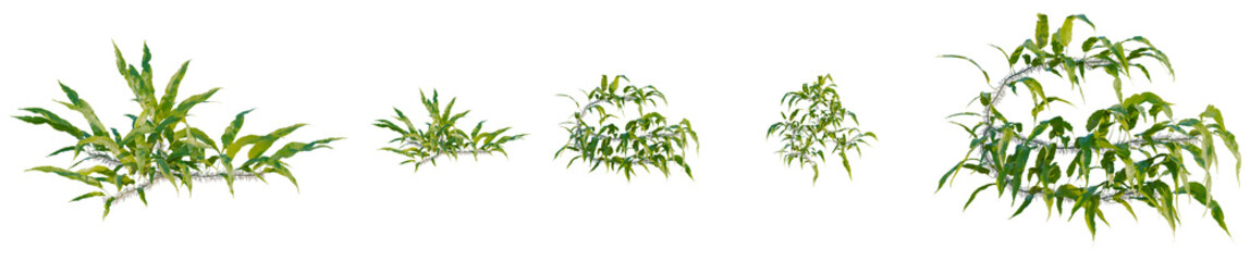 Neolepisorus fortunei tree, elevation, front view, cutout, transparent background, isolate, Delicate fern fronds with water droplets, intricate detail, nature background, PNG format. © DH Tree Stock