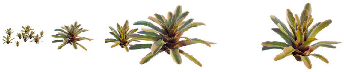 Neoregelia carolinae tree, elevation, front view, cutout, transparent background, isolate, Majestic...