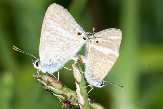 Butterfly Lampides boeticus copulating