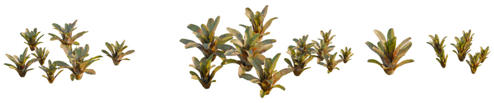 Vriesea pardalina tree, elevation, front view, cutout, transparent background, isolate, Delicate fern plant branch with intricate details and textures, perfect for botanical art.