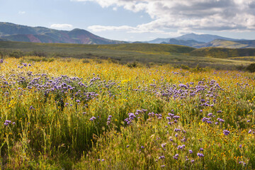 Naklejka premium Carrizo