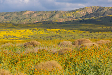 Naklejka premium Carrizo