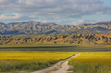 Naklejka premium Carrizo