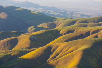 Naklejka premium Carrizo