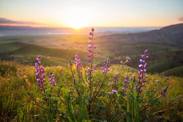 Naklejka premium Mountains meadow