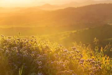 Naklejka premium Sunny meadow