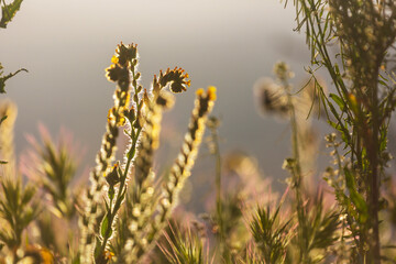 Naklejka premium Sunny meadow