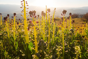 Naklejka premium Sunny meadow