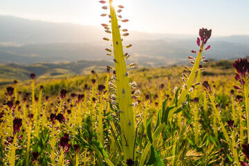 Naklejka premium Sunny meadow