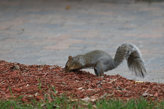 gray squirrel exploring, digging at red cedar wood chips beside paved foot path (footpath. foot-path, macro, close-up)