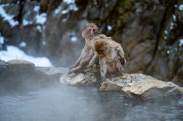 Obraz premium 温泉風景、長野県の温泉で癒やされる猿のカップル