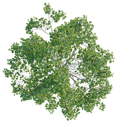 Fototapeta premium Alnus cordata tree plan, top view, cutout, transparent background, isolate, Detailed Close-Up of a Lush Green Fern Plant, Perfect for Botanical Studies and Nature Themes