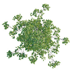 Alnus cordata tree plan, top view, cutout, transparent background, isolate, Lush green leaves close-up, vibrant natural foliage texture, detailed botanical elements.