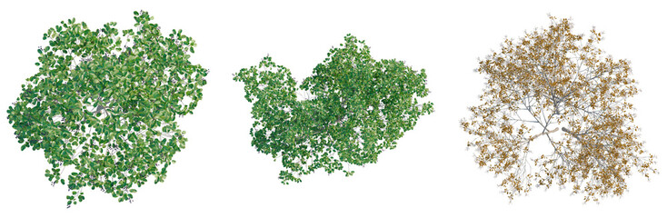 Obraz premium Amelanchier lamarckii tree plan, top view, cutout, transparent background, isolate, Detailed Tree Branch with Autumn Leaves, Realistic Rendered Image for Design and Illustration