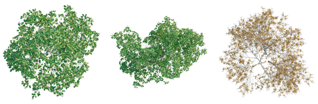 Amelanchier lamarckii tree plan, top view, cutout, transparent background, isolate, Detailed Tree Branch with Autumn Leaves, Realistic Rendered Image for Design and Illustration