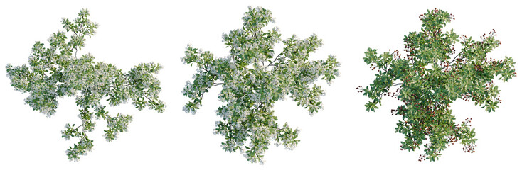 Obraz premium Aronia arbutifolia tree plan, top view, cutout, transparent background, isolate, Green leafy branch with red berries, detailed botanical illustration, perfect for natural designs.