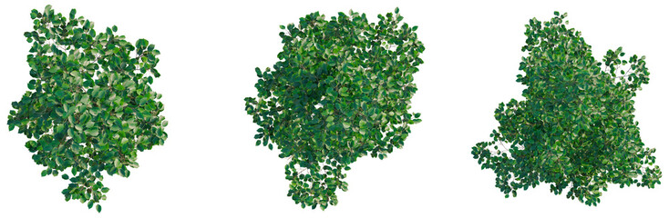 Fototapeta premium Betula utilis Jacquemontii tree plan, top view, cutout, transparent background, isolate, Detailed Close-up of Lush Green Ferns, Natural Texture and Vibrant Foliage, High Resolution