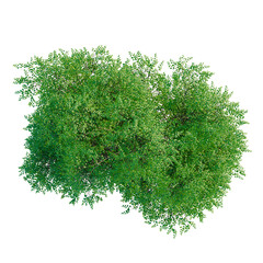 Fagus sylvatica tree plan, top view, cutout, transparent background, isolate, Detailed green leaves and branches texture, lush foliage for graphic design and nature backgrounds