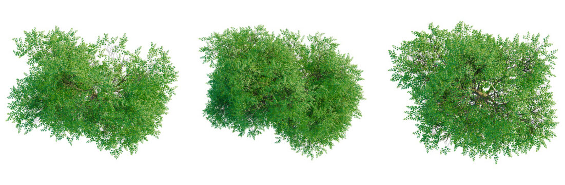 Fagus sylvatica tree plan, top view, cutout, transparent background, isolate, Detailed Close-Up of Lush Green Leaves, Perfect for Nature and Botanical-Themed Designs